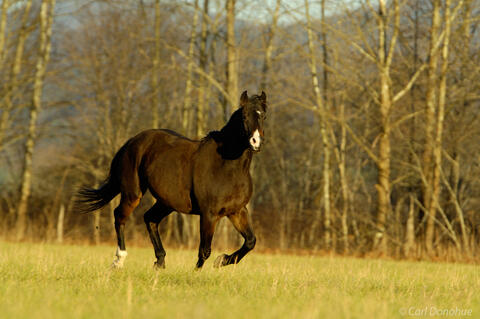 A domestic horse gallops across a field, Cades Cove, winter, Great Smoky Mountains National Park, Tennessee.