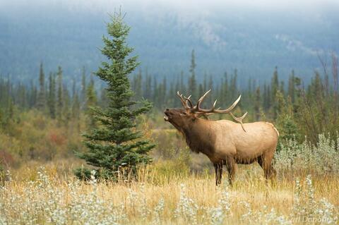 Bugling Bull Elk Athabasca River Jasper National Park, Canada