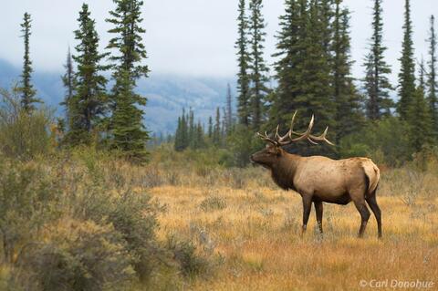 Bull Elk Athabasca River Jasper National Park, Canada