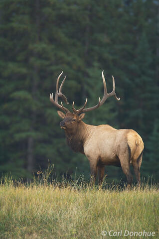 Bull Elk photo Jasper National Park, Canada