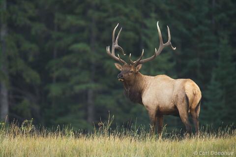Bull Elk standing in a meadow Jasper National Park, Canada