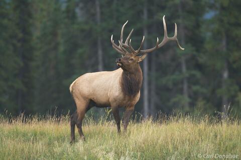 Bull Elk in a meadow Jasper National Park, Canada
