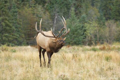 Bull elk, "wapiti", bugling loudly, as he struts and postures across a small meadow with his herd of cows in the background. 