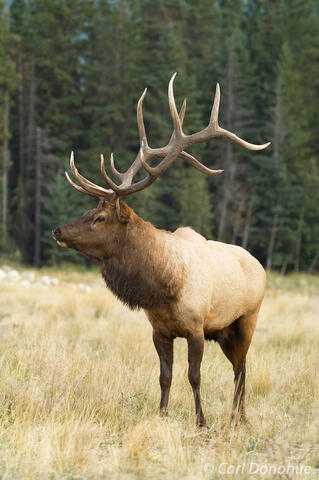 Photo of a bugling bull elk in Jasper National Park, Alberta, Canada.