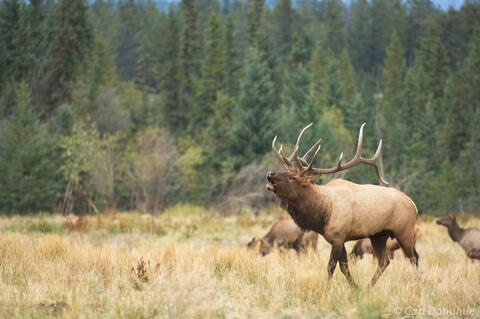 Bull Elk bugles, Jasper National Park, Canada