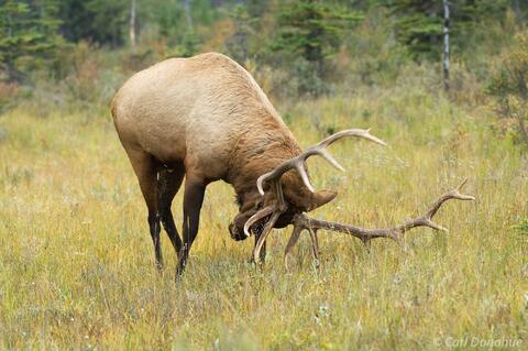 Bull Elk marking scent photo, Jasper National Park, Canada
