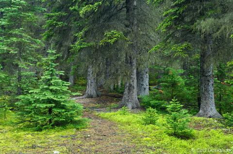 Montane forest in Canadian Rockies, Banff National Park, Canada