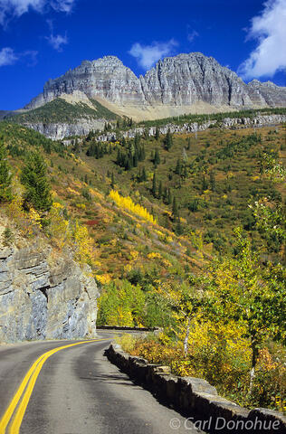 Fall colors on Going to the Sun Road, Glacier National Park, Montana.