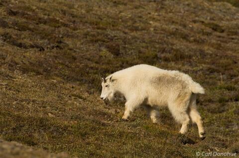Mountain goat on tundra, Wrangell-St. Elias National Park Alaska