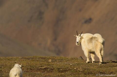Mountain goat, tundra, Wrangell-St. Elias National Park, Alaska