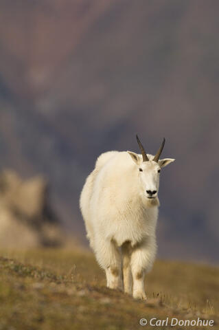 Wrangell-St. Elias National Park. Photo of Mountain Goat