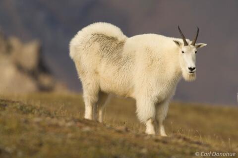 Oreamnos americanus Captured in Alaska's Wilderness: A Photo of Mountain goats