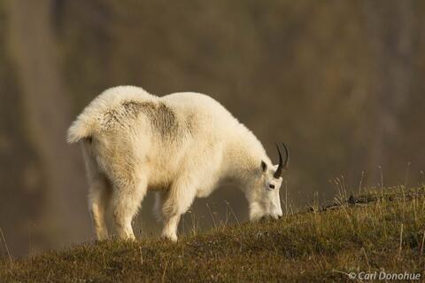 A Glimpse of Alaska's Oreamnos americanus Mountain Goats
