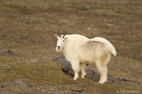 Oreamnos americanus: Exploring Alaska's Wilderness with Mountain goats
