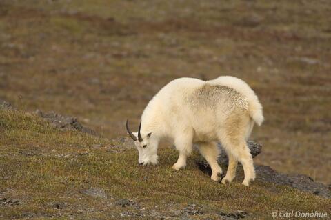 Oreamnos americanus: Mountain Goats in Alaska's Majestic Landscapes