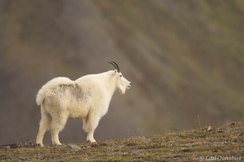 Alaska's Mountain Goats: A Photo of the Oreamnos americanus