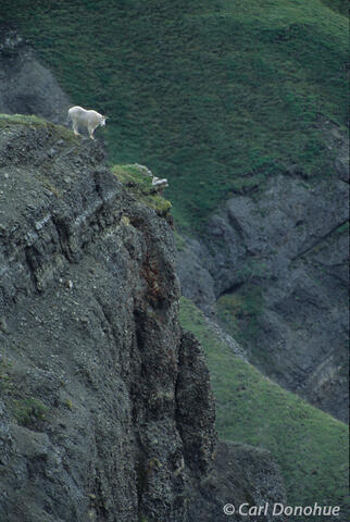 Oreamnos americanus Mountain Goats Alaska Wild Places, Wrangell-St. Elias
