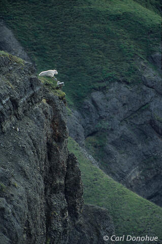 Photo of a Mountain Goat in Wrangell-St. Elias National Park, Alaska