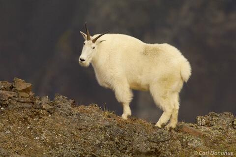 Wrangell-St. Elias National Park, Alaska: Home to Mountain Goats