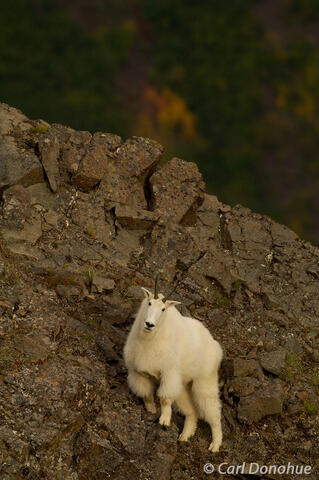 Glimpse of Alaska's Wildlife: A Photo of a Mountain Goat