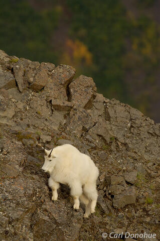 Discovering the Animals of Alaska: A Mountain Goat in Wrangell-St. Elias