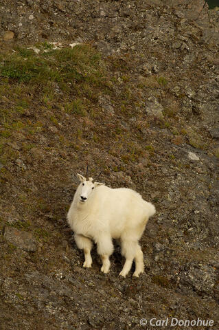 Wrangell-St. Elias National Park, Alaska: Place Mountain Goats