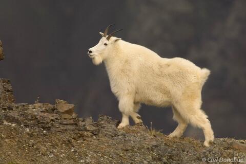 Mountain Goats in Alaska: A Photo from Wrangell-St. Elias National Park