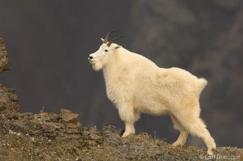 Wrangell-St. Elias National Park, Alaska: A Home for Mountain Goat