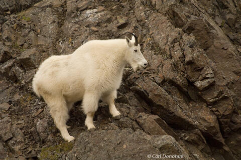 Alaska Mountain goat, Wrangell-St. Elias National Park