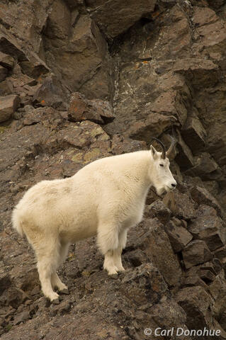 Mountain goat on ridge, Wrangell-St. Elias National Park