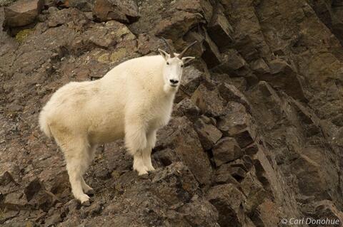 Mountain goat photo from Wrangell-St. Elias National Park