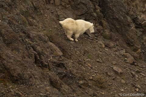 Mountain goat running Wrangell-St. Elias National Park