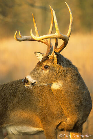 Whitetail deer buck in morning light, Cades Cove, Great Smoky Mo