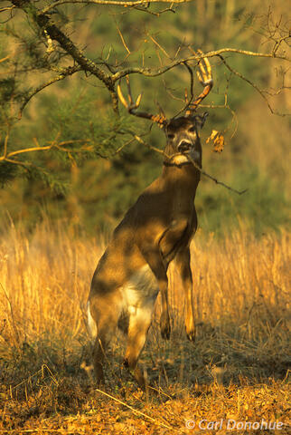 Whitetail Buck showing rutting behavior and scent marking, Tenne