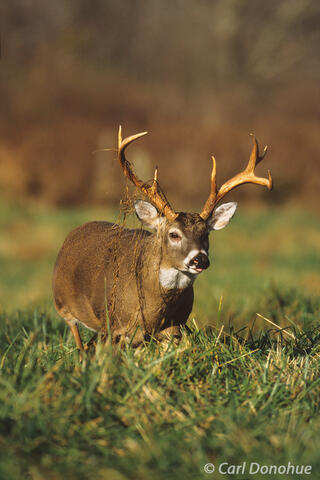 Whitetail buck with grass hanging from his tines, Tennessee