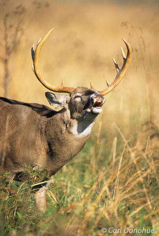 Flehmen behavior whitetail deer buck, rutting behavior, Tennesse