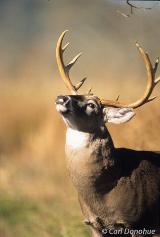 Whitetail deer buck scent marking and posturing