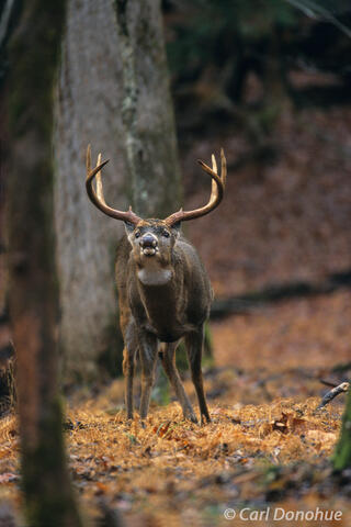 Whitetail deer buck Flehmen 