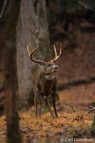 Whitetail buck flehmen, Great Smoky Mountains National Park