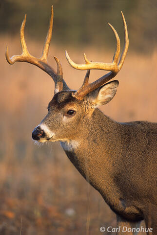 Adult whitetail deer buck in the meadow, Cades Cove