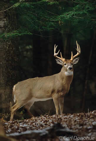Whitetail deer, buck standing in forest, Cades Cove, Great Smoky Mountains National Park, Tennessee. (Poturis pensylvanica)