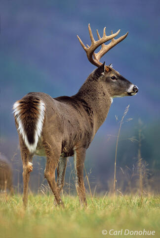 Whitetail buck Standing in a meadow, Cades Cove, Smoky Mountains