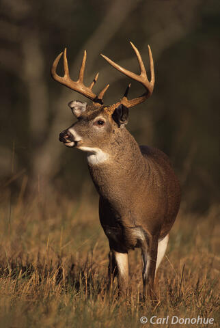 Whitetail buck standing in field, Great Smoky Mountains NP.