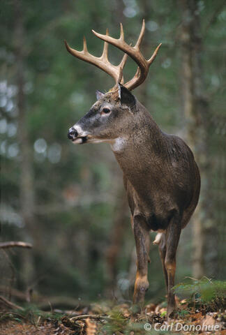 Whitetail buck standing in forest, Cades Cove, Smoky Mountains,