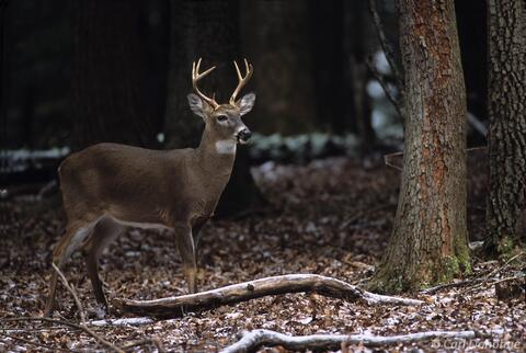 Young whitebuck in snow, Great Smoky Mountains National Park