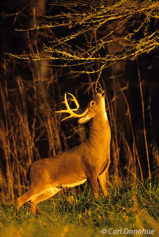 Whitetail buck standing in forest, Cades Cove, Tennessee