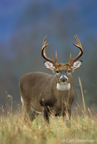 Whitetail buck photo