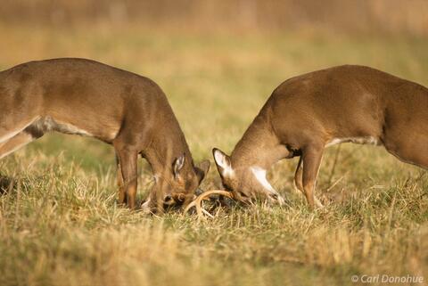 Whitetail deer, bucks sparring and fighting