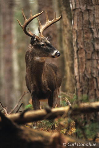 10 Point Whitetail buck in forest, Cades Cove, Tennessee