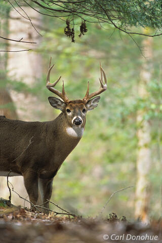 10 Point Whitetail buck in the woods, Tennessee